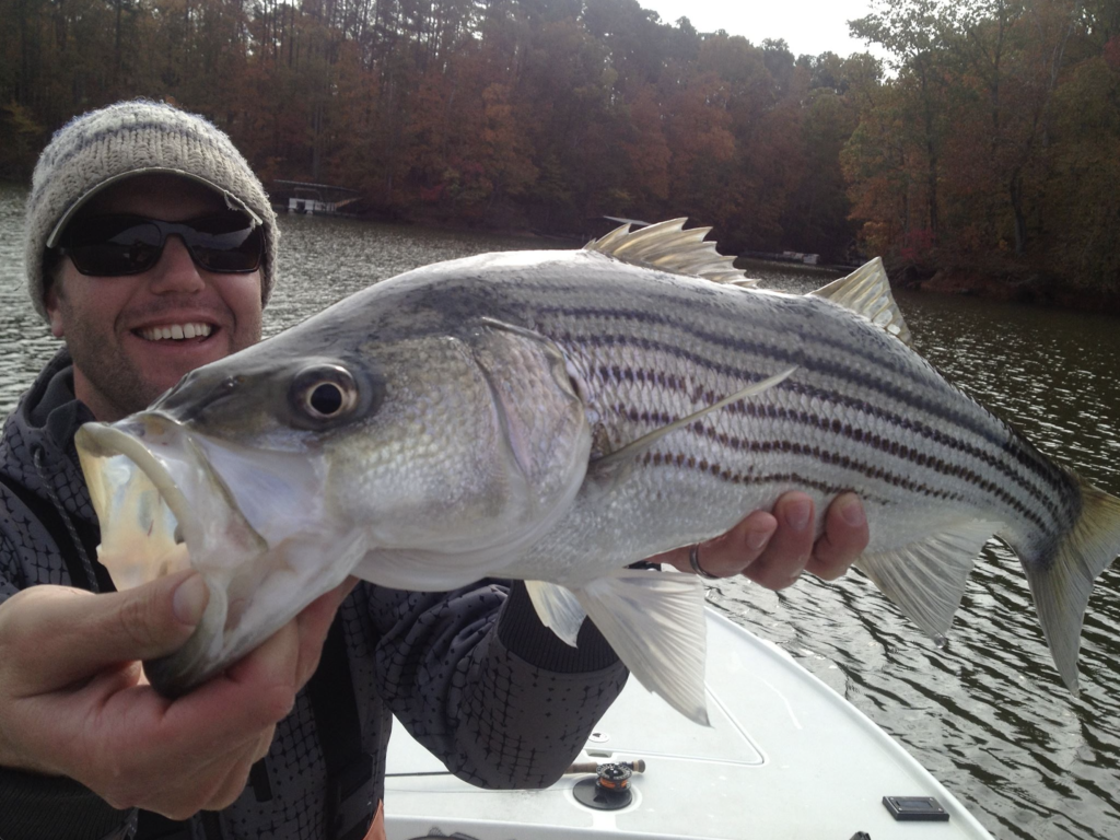 Michael Yelton with a striped bass